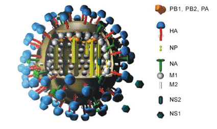Image: Diagram of swine flu virus showing receptors and genes (Photo courtesy of Wikipedia Commons). Image: Diagram of swine flu virus showing receptors and genes (Photo courtesy of Wikipedia Commons).